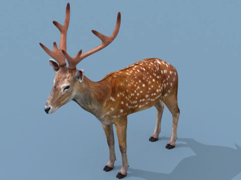 Pro Deer 8K - animado em 3D Modelo 3D
