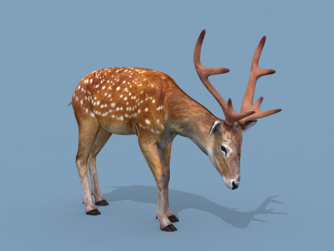 Pro Deer 8K - 3d animated 3D Model