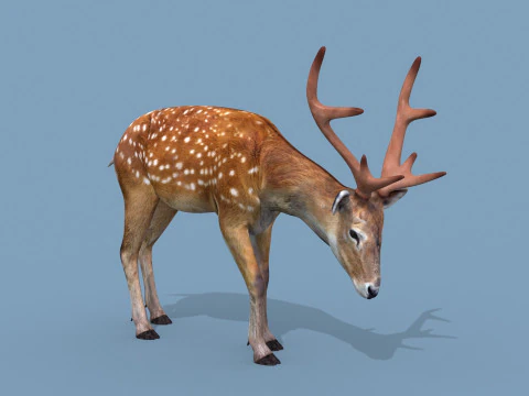 Pro Deer 8K - animado em 3D Modelo 3D
