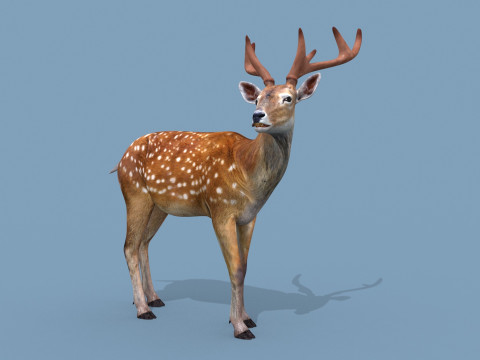 Pro Deer 8K - 3d animated 3D Model