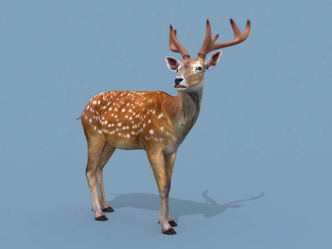 Pro Deer 8K - animado em 3D Modelo 3D