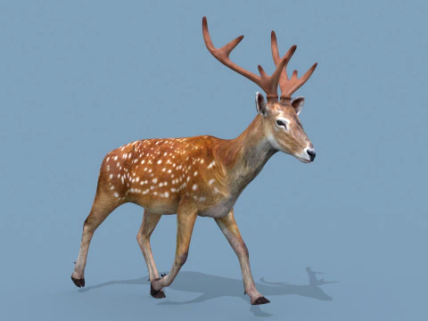 Pro Deer 8K - animado em 3D Modelo 3D