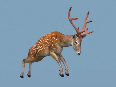 Pro Deer 8K - animado em 3D Modelo 3D
