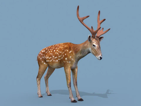 Pro Deer 8K - animado em 3D Modelo 3D