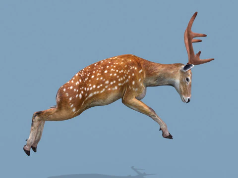 Pro Deer 8K - animado em 3D Modelo 3D