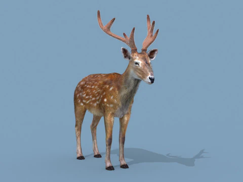 Pro Deer 8K - animado em 3D Modelo 3D