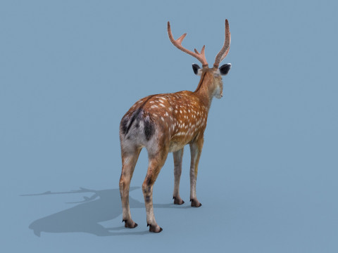 Pro Deer 8K - 3d animated 3D Model