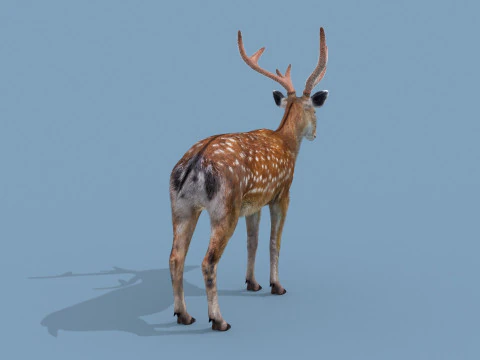 Pro Deer 8K - animado em 3D Modelo 3D