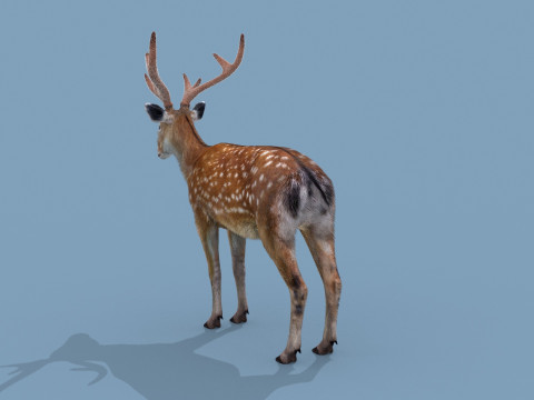 Pro Deer 8K - 3d animated 3D Model