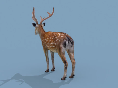 Pro Deer 8K - animado em 3D Modelo 3D