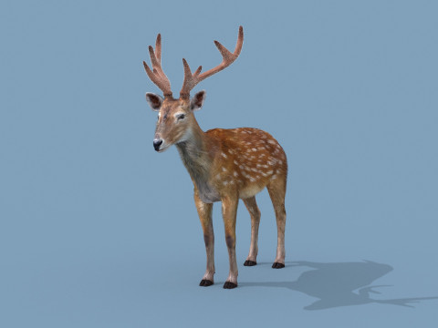 Pro Deer 8K - 3d animated 3D Model
