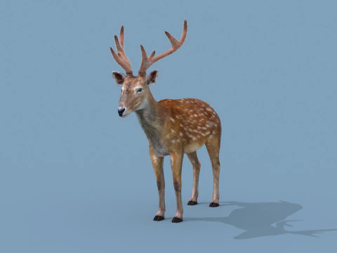 Pro Deer 8K - animado em 3D Modelo 3D