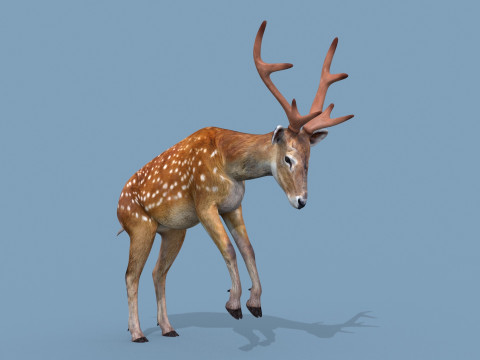 Pro Deer 8K - 3d animated 3D Model