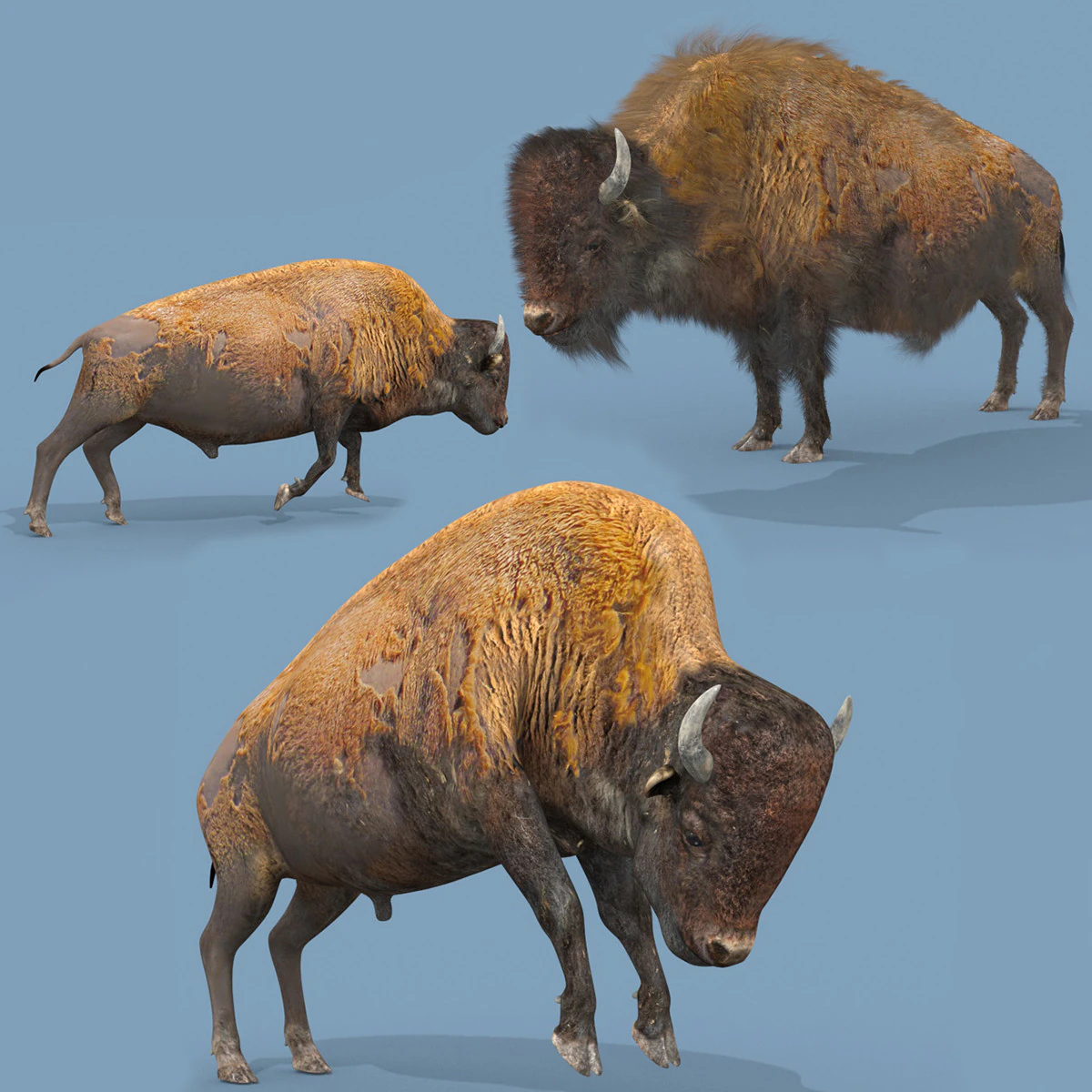 Pro Bison 8K - animazione 3D Modello 3D .c4d .max .obj .3ds .fbx .stl .blend