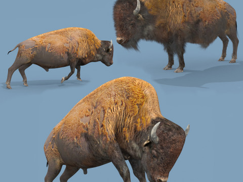 Pro Bison 8K - 3d animated 3D मॉडल