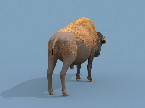 Pro Bison 8K - animazione 3D Modello 3D