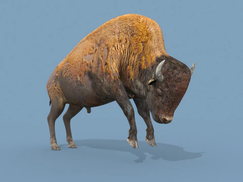 Pro Bison 8K - animazione 3D Modello 3D