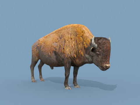 Pro Bison 8K - animazione 3D Modello 3D