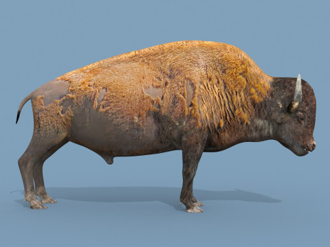 Pro Bison 8K - 3d animated 3D Model
