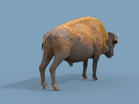 Pro Bison 8K - animazione 3D Modello 3D