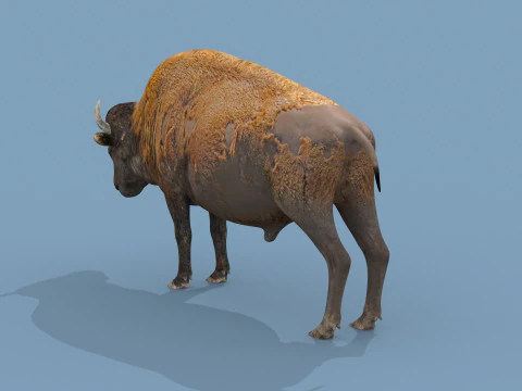 Pro Bison 8K - animazione 3D Modello 3D