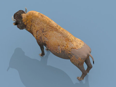Pro Bison 8K - animazione 3D Modello 3D