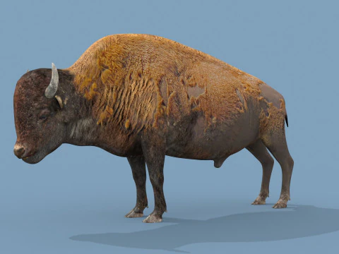 Pro Bison 8K - animazione 3D Modello 3D