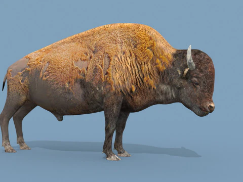 Pro Bison 8K - animazione 3D Modello 3D