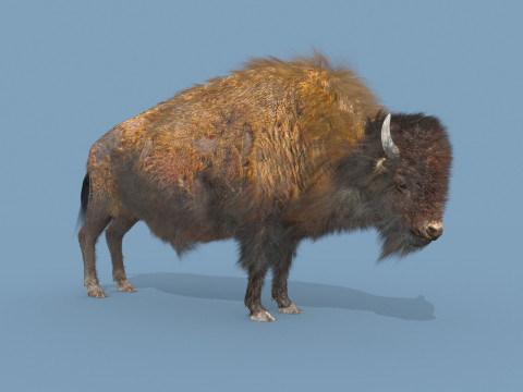 Pro Bison 8K - 3d animated 3D Model