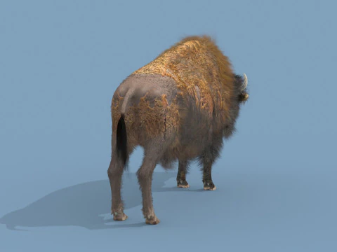 Pro Bison 8K - animazione 3D Modello 3D