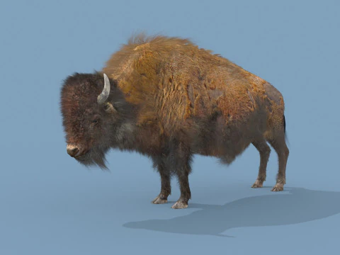 Pro Bison 8K - animazione 3D Modello 3D