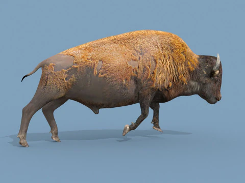 Pro Bison 8K - animazione 3D Modello 3D