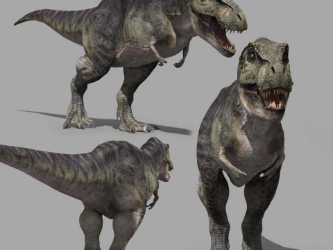 Accurato T Rex 8K - completamente animato Modello 3D