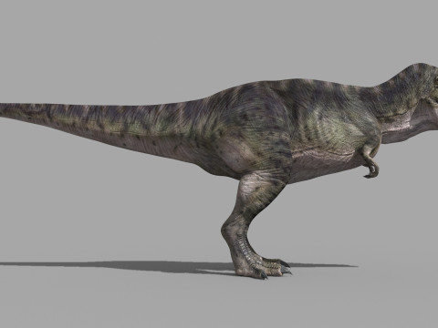 Accurate T Rex 8K - fully animated 3D Модель