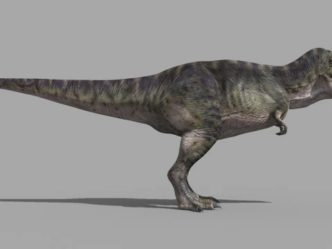 Preciso T Rex 8K - totalmente animado Modelo 3D