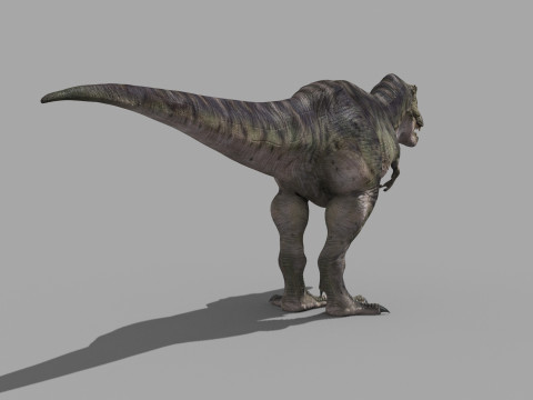 Accurate T Rex 8K - fully animated 3D Модель