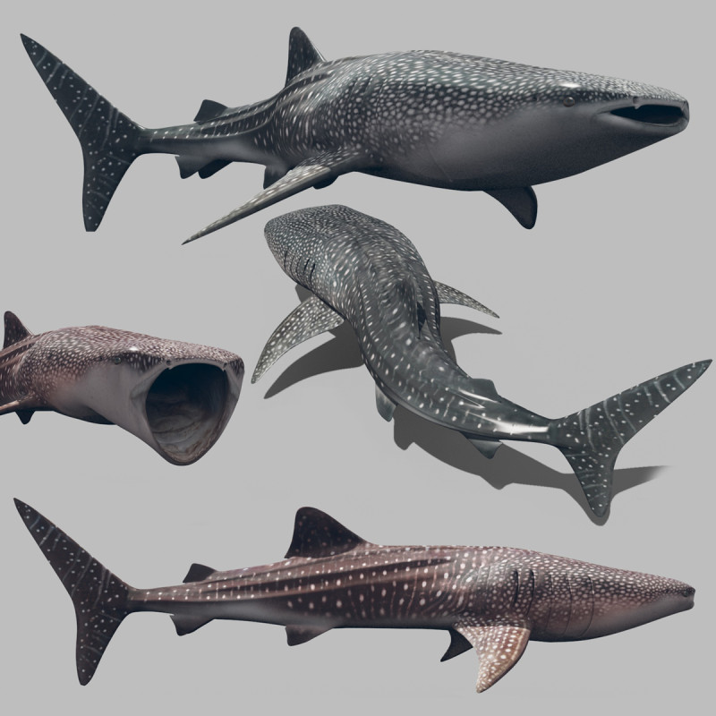 Real Whale Shark 8K - 3d animated 3D Модель .c4d .max .obj .3ds .fbx .stl .blend 