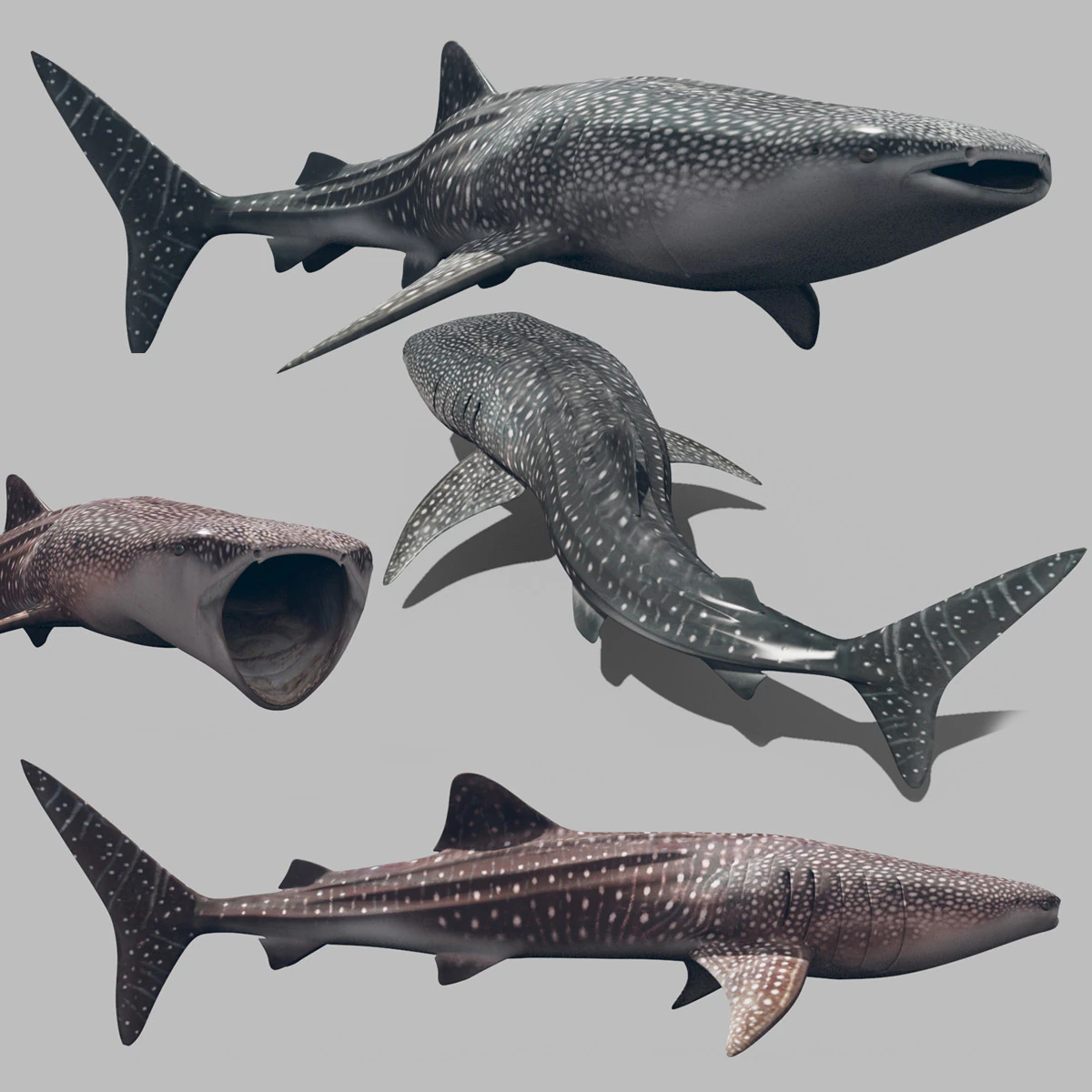 Real Whale Shark 8K - 3d animated 3D Model .c4d .max .obj .3ds .fbx .stl .blend 