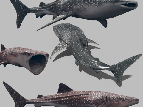 Real Whale Shark 8K - 3d animated Model 3D