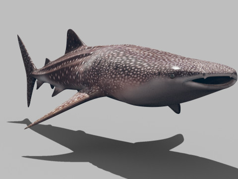 Real Whale Shark 8K - 3d animated 3D Модель