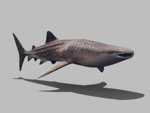 Real Whale Shark 8K - 3d animated 3D Модель