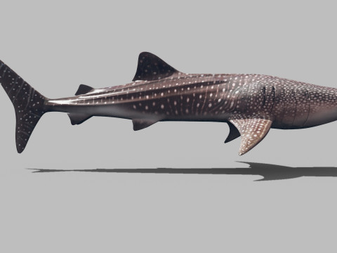 Real Whale Shark 8K - 3d animated 3D Модель