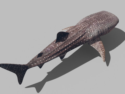Real Whale Shark 8K - 3d animated 3D Модель