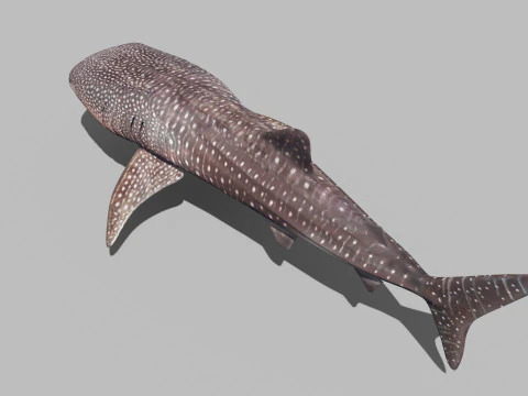 Real Whale Shark 8K - 3d animated 3D Model
