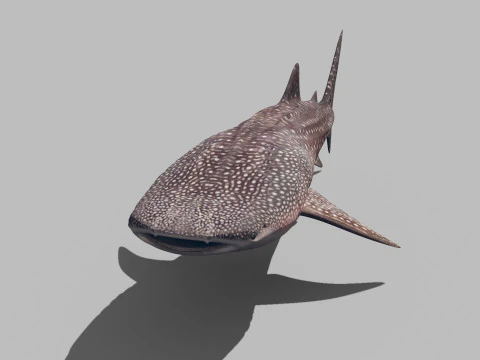 Real Whale Shark 8K - 3d animated 3D Model
