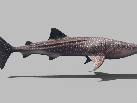 Real Whale Shark 8K - 3d animated 3D Model