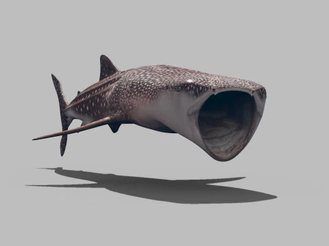 Real Whale Shark 8K - 3d animated 3D Model