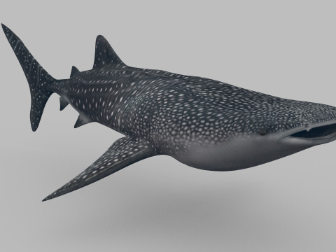 Real Whale Shark 8K - 3d animated 3D Модель