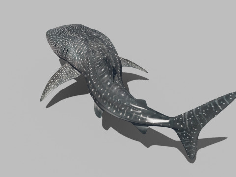 Real Whale Shark 8K - 3d animated 3D Модель