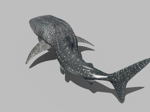 Real Whale Shark 8K - 3d animated 3D Model